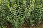 柑橘種植技術與管理剪枝_油柑開花期管理技術