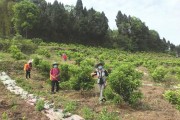 安岳縣柑橘病蟲害有哪些_在農村做養殖行業有沒有出路