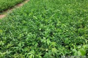 愛(ài)媛38號(hào)品種介紹及圖片_4齡愛(ài)媛38號(hào)怎么疏果