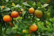 柑橘樹(shù)用什么藥防病蟲(chóng)害好_苯醚甲環(huán)唑能治柑橘潰瘍病嗎