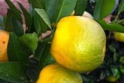 楊柳鋪柑橘種植技術視頻_為什么柑橘種植面積多了就出現黃龍病