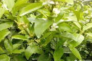 柑橘種植技術保花保果_柑橘幼果轉綠慢怎么辦