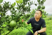 當陽半月柑橘種植技術_椪柑最高產量是哪個國家