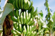 柑橘西瓜種植技術_橘子怎么擺愛心