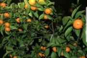 柑橘蓋膜種植技術_柑桔通頭芽嫁接技術