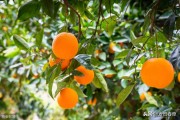 柑橘種植y與病蟲害防治_柑橘的青霉病會造成果實軟腐 柑橘種植y與病蟲害防治_柑橘的青霉病會造成果實軟腐
