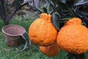 柑橘種植技術(shù)大全圖解_柑橘種植怎樣才能達(dá)到高產(chǎn)量