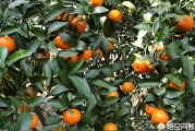 瀨戶香柑橘苗木種植技術_日本境內的海是什么