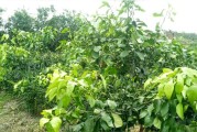 大同柑橘種植技術視頻_你都知道中國有什么出名的四大什么嗎