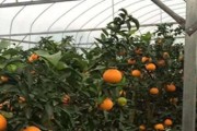 愛媛一共有多少個(gè)品種圖片_紅公主柑橘介紹