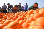 默科特柑橘的種植技術_春見有幾個品種