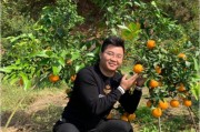 優質柑橘苗木種植銷售技術_一畝地可以種多少棵柑橘樹