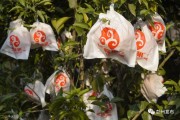 耙耙柑柑橘病蟲害防治技術_現在栽什么樹