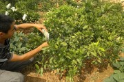 柑橘幼樹種植及管理技術(shù)_移栽柑橘怎么快速生根 柑橘幼樹種植及管理技術(shù)_移栽柑橘怎么快速生根