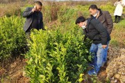 四川農村柑橘種植技術_四川哪里的臍橙最出名