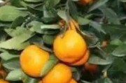 柑橘不柑怎么種植技術_桔子種植技術