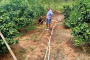 柑橘雨水多怎樣防病蟲害_如何預(yù)防柑橘出現(xiàn)日灼