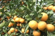 柑橘種植施肥技術文章_四川柑橘發秋稍施肥嗎