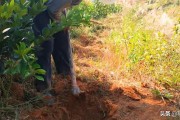 400畝柑橘種植技術_柑子管理技術