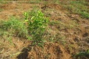 柳州柑橘種植技術_在農村種植什么可以帶動整體村民
