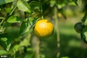 柑橘套種種植技術_花生種子誤拌除草劑還會出芽嗎