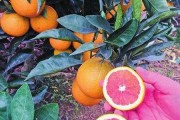柑橘夏季種植管理技術_夏季蜜橘枝條怎么修剪