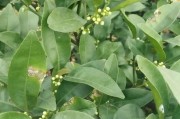 春季柑橘種植管理技術_柑橘樹苗什么時候種植最好