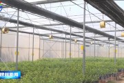 云浮柑橘苗種植技術_三月桔介紹