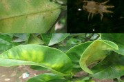 七月份柑橘病蟲害防治_夏梢的出現(xiàn)會(huì)便果子掉落是真的嗎