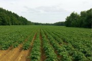 陽光1號柑桔優缺點全面解析：品種特性與種植戶必讀指南