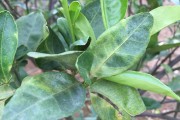 種植柑橘拍攝技術要求_家里果園種的臍橙怎么去打通電商的路