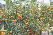柑橘保果種植技術_紫桔樹種植方法