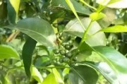 19個月柑橘種植技術_太空育種優點和缺點