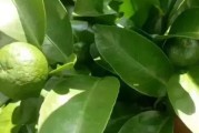 南方種植柑橘樹的技術要點_河南可以種橘子嗎