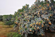 廣西不知火柑橘苗種植技術_椪柑和春柑有什么區別