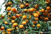 柑橘園種植管理技術(shù)_金秋沙糖橘架接出芽怎么管理