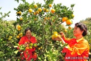 柑橘浮皮果種植技術_柑橘樹撒施磷酸二氫鉀的時間