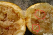 柑橘病蟲害的防治論文_促進卵泡發育的水果有哪些