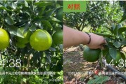 云南柑橘種植管理技術_云南普洱瀾滄地區適合種植什么水果