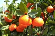 柑橘樹種植新技術最新版_柑橘生草栽培是怎樣追肥的