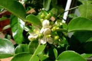 柑橘保花種植技術(shù)_如何讓柑橘又大又甜同時(shí)保花保果讓果實(shí)膨大提升柑橘品質(zhì)