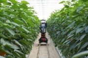 華寧川津5號柑橘：優質新品種的種植優勢與栽培技術解析