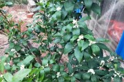 柑橘開(kāi)花前打什么藥_大櫻桃花前什么時(shí)間打PBO好