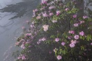 東坡柑橘的種植技術_眉山有哪些特產