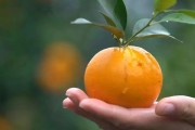 以色列種柑橘種植技術_普通沃柑與091無核沃柑