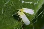 柑橘屬病蟲(chóng)害類嗎圖片_柑橘開(kāi)花用什么農(nóng)藥可以打掉