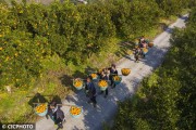 無人機柑橘種植技術(shù)_大疆植保效果詳細(xì)介紹