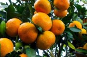 柑橘種植技術怎么樣_春見柑橘八月份種植技術