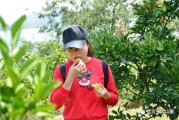 日南一號柑橘種植技術_大芬四號蜜桔的優缺點
