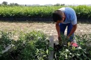 柑橘中大雅的種植技術_大雅柑四川廣元適合種植嗎